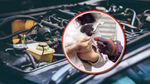 ¡Me pareció ver un lindo gatito! Bomberos de la CDMX rescatan a un michi