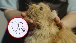 Habrá jornada de esterilización gratis para mascotas en CDMX: fechas y horarios