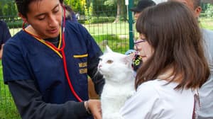 Habrá esterilización gratuita para perros y gatos en el Parque Ecológico de la CDMX: requisitos