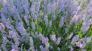 Escápate de la CDMX: lavanda, gastronomía y turismo sostenible en Puebla