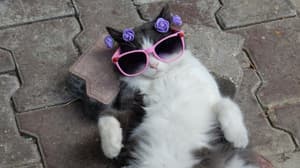 Tomorrow Cat 2025: el plan purrfecto para los amantes de los michis en CDMX