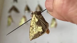 Así se vivió el BioBlitz 2025 en Chapultepec: naturaleza, ciencia y descubrimientos