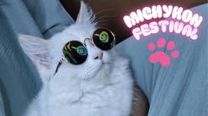 Michykon Festival GRATIS en CDMX: adopción de gatitos y merch kawaii