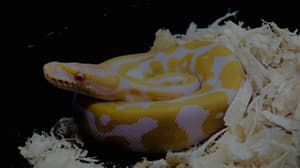 Animalia 2025: ajolotes, camaleones y más en esta exposición de animales en CDMX