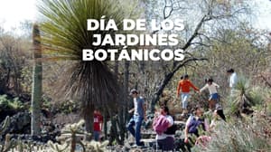 Lánzate al Jardín Botánico de la UNAM: tendrá talleres, yoga, conciertos y más; ¿cuándo?