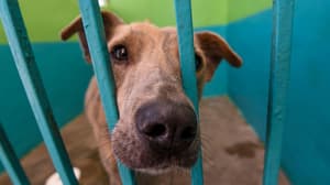 Cárcel y multas de $35,000: estas son las sanciones por maltrato animal en Edomex