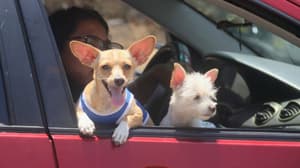 ¡Firulais ya tendrá CURP! Si adoptas o compras una mascota en Edomex, deberás registrarla