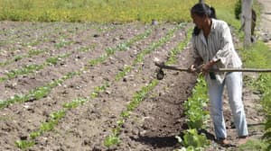 Mujeres productoras podrán liberarse de deudas impagables: así funciona el programa “Volver a Crecer”