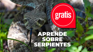 CDMX celebrará el Día de la Serpiente 2026 con actividades gratis: ¿qué habrá?