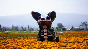 ¡Visita los campos de cempasúchil en CDMX! Habrá recorridos en tractor: fechas y ubicación