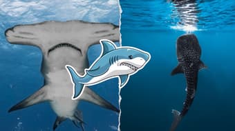¡Tiburones: Los reyes del mar! Lánzate estas vacaciones a la experiencia inmersiva en CDMX