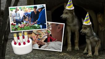 Talleres, conciertos y más: zoológico Los Coyotes cumple 27 años con actividades gratuitas