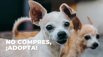 Un hogar para los perritos peregrinos: llega el Adoptatón a CDMX; así puedes adoptar