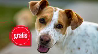 Día de los Amidogs: habrá feria de adopción de perritos en CDMX por San Valentín; ¿cuándo?