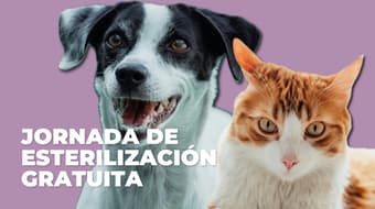 Habrá jornada de esterilización gratis para perros y gatos en CDMX: conoce los requisitos 
