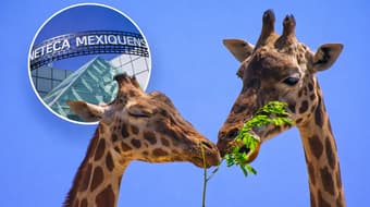 Cita doble en el Edomex este 14 de febrero: Zacango y cine con un solo boleto