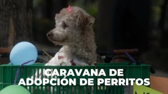Adopta, no compres: Ve a la Segunda Caravana de Adopción de perritos en Reforma