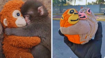 ¡Llegaron las Conchanguitos! Dónde comprar el pan de Punch que es viral en CDMX