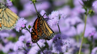 Lánzate a ver mariposas en Xochimilco ¡es GRATIS!