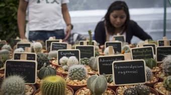 Festival de las Flores y Cactáceas en Axapusco: globos de cantoya, carreras y salsa en Semana Santa