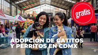 ¿Buscas un gatito? El Michykon Festival tendrá adopciones, karaoke y actividades GRATIS en CDMX