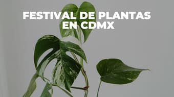 ¿Fan de las plantas? Regresa a CDMX el Plant Fest con variedad de ejemplares; es GRATIS