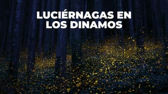 Avistamiento de luciérnagas en Los Dinamos 2026: fechas y costos