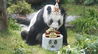 Xin Xin cumple 36 años y todos estamos invitados a su fiesta en Chapultepec