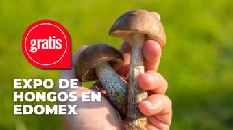 Habrá exposición gratuita de hongos silvestres en Edomex: ¿cuándo es y qué habrá?