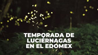 ¿Dónde ver luciérnagas cerca de CDMX? Estos son los mejores destinos del Edomex