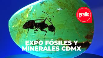 Lánzate a la Expo Fósiles y Minerales en CDMX, habrá cristales gemas y restos reales
