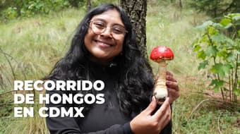 Hongosto en CDMX: ¿dónde ver hongos, qué especies hay y cómo distinguirlos?