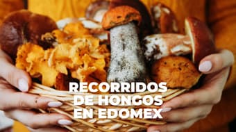 Caminatas por el bosque para recolectar hongos silvestres: checa estos recorridos en Edomex