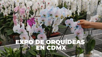 Talleres, joyería, venta y más: habrá un expo de orquídeas en CDMX; cuándo y dónde