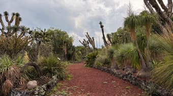 Botánica de lo Oculto: conoce las plantas sagradas en este recorrido por el Jardín Botánico de la UNAM