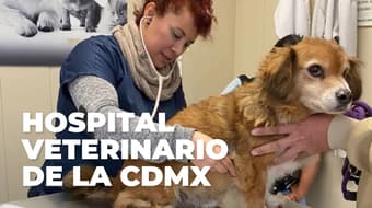¿Tu mascota necesita una consulta? Conoce dónde está y los servicios del Hospital Veterinario de la CDMX