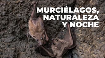 Así serán las Noches de Murciélagos de octubre: recorridos, campamento y más en CDMX