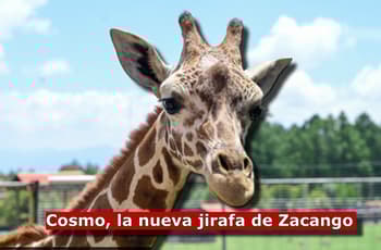 ¡Bienvenido, Cosmo! Una nueva jirafa llega al parque de Zacango por programa de reproducción