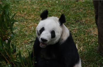 ¿Compañía para Xin Xin? Buscan traer otra osa panda a CDMX