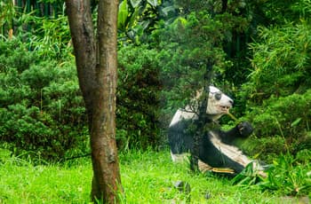 El guardián de la panda Xin Xin, la última panda de Latinoamérica: “Que nos dure 100 años”
