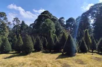 ¿Dónde comprar árboles de Navidad naturales? Inicia en CDMX venta de pinos de suelo de conservación