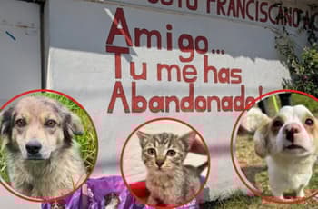 Desalojan el Refugio Franciscano; perros y gatos quedan adentro: “están muertos de pánico”