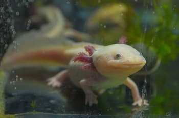 UNAM abre campaña para adoptar un ajolote de Xochimilco: cómo participar