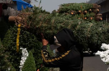 Reciclaje de árboles de Navidad en Miguel Hidalgo: estas son las sedes y horarios