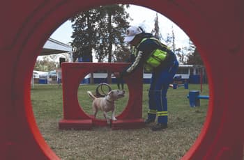 Perros y gatos del Refugio Franciscano viven una segunda oportunidad