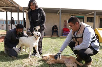 Utopía Canina, clínicas y reglas para refugios: conoce el nuevo plan animal de la CDMX