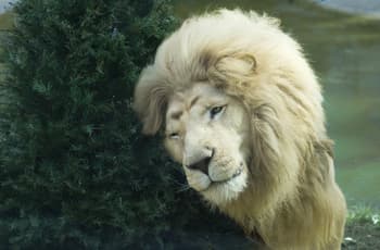 Tu árbol de Navidad puede ayudar a osos, felinos y jirafas en Zacango: te decimos cómo