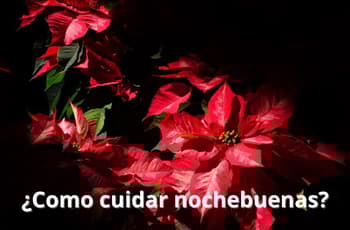 ¿Cómo se cuidan las nochebuenas? Así pueden recuperar su color