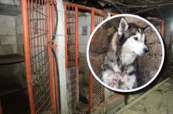 Ratas, perros mutilados y desechos: Gobierno de CDMX muestra condiciones del Refugio Franciscano | FOTOS