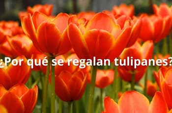 ¿Por qué se regalan tulipanes el 17 de enero?